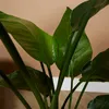 Bloomique - Strelitzia Nicolai - Roślina rajskiego ptaka - Podgląd zdjęcia produktu 3