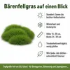Stauden Gänge 3 x Festuca gautieri - Bärenfellgras - Produktbild-Vorschau 8