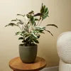 Bloomique - Calathea White Fusion - Roślina pawia - Rośliny Podgląd zdjęcia produktu 2