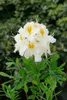 Rhododendron luteum 'Schneegold', gelb, 40–50 cm Produktbild-Vorschau 3