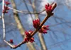 SAFLAX - červený javor - Acer rubrum - 20 Semená Náhľad obrázku produktu 8