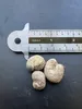 Za-Baobab (Adansonia za)  – 5 nasion Podgląd zdjęcia produktu 3