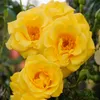 GreenboutiQ - Kletterrose - Rosa Spring Queen - Blüte Gelb Produktbild-Vorschau 4