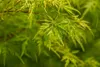 Acer palmatum 'Seiryu', Japanischer Ahorn, filigran, 60–80 Produktbild-Vorschau 4