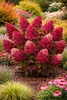 Rispenhortensie ‘Wim’s Red’ 3L Topf  – winterharte Produktbild-Vorschau 1