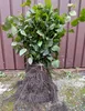 Hainbuche/ Hainbuchenhecke/ Buche/ Weißbuche (Carpinus Produktbild-Vorschau 1