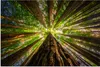MuchoWow® Poster Wald - Baum - Holz 120x80 cm - Bilder Produktbild-Vorschau 1