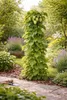 Pianta di luppolo Humulus lupulus 40–60 cm – Luppolo vero, Anteprima dell’immagine prodotto 3