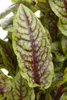 Blut-Ampfer, im 11 cm Topf - Rumex sanguineus Produktbild-Vorschau 1