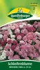 Schleifenblume, Mischung Produktbild-Vorschau 4