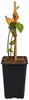 Felsenbirne ‘Prince William’ – Amelanchier, winterharter Produktbild-Vorschau 4
