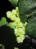 Vitis vinifera Ortega, frühreifend, Muskat-Pfirsicharoma, Produktbild-Vorschau 2