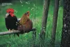 Das Hühnerbuch Produktbild-Vorschau 13