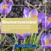 Blumenzwiebel Sommerknotenblume Kiepenkerl 5 Stück Produktbild-Vorschau 4