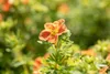 Potentilla 'Red Ace', Fingerstrauch, leuchtend rot, ca. 9x9 Produktbild-Vorschau 3