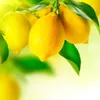 Herbapol Zitrone Sirup 3x 420ml - Getränkesirup für Wasser Produktbild-Vorschau 4