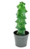 Myrtillocactus geometrizans cv. fukurokuryuzinboku – kaktus Náhled obrázku produktu 1