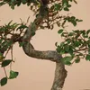 Bloomique - Bonsai Zelkova - Kształt litery S - Drzewko Podgląd zdjęcia produktu 3