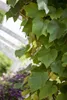 Vitis vinifera coignetiae, Zierwein, 60–100 cm Produktbild-Vorschau 1