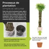 Wicker garden Arbre osier 100 cm - Résistant à l'hiver & Voir les images du produit 5