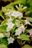 Weigela florida 'Nana Variegata', Weigelie, buntlaubig, Produktbild-Vorschau 3