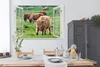 MuchoWow® Poster Ansicht - Gras - Schottisches Hochlandrind Produktbild-Vorschau 3