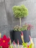 Prosperplast s.r.o. Vaso da fiori con inserto MILLY Anteprima dell’immagine prodotto 1