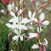 Prachtkerze Sparkle White | Prachtkerzensamen von Buzzy Produktbild-Vorschau 3