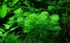Aquarium Pflanze Limnophila sessiliflora AquaOne Nr.347 Produktbild-Vorschau 1