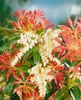 Pieris japonica 'Forest Flame', Japanische Lavendelheide, Produktbild-Vorschau 6