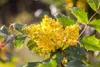 Mahonia aquifolium, Gewöhnliche Mahonie, immergrün, 30–40 Produktbild-Vorschau 1