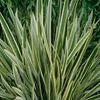 Neuseelandflachs  - Phormium tenax 'Variegatum'  | 60-80 cm Produktbild-Vorschau 1