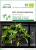 SAFLAX  -- Basilico tailandese - 250 semi - Ocimum Anteprima dell’immagine prodotto 1