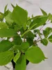 Hydrangea arborescens 'Annabelle', ortensia, 3 litri Topf Anteprima dell’immagine prodotto 6