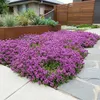 Bloomique - Lot de 6 - Thymus Red Carpet - Thym rouge - Voir les images du produit 3