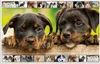 Tavola da scrittura per cani, cartone rivestito in morbido Anteprima dell’immagine prodotto 4