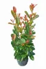 10x Kirschlorbeer On Fire 60-80 cm  - Roter Austrieb - Produktbild-Vorschau 2
