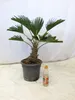 [Palmenlager] Trachycarpus wagnerianus - 60/80 cm - Stamm Produktbild-Vorschau 2