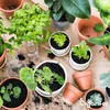 Kräutersamenpaket - 12 essenzielle Arten- Organifer Produktbild-Vorschau 4