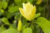 Magnolia 'Maxine Merrill', Magnolie, 60–80 cm, auffällige Produktbild-Vorschau 1