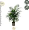 Goldfruchtpalme – Dypsis Lutescens – Areca-Palme – Produktbild-Vorschau 4