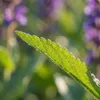 Bloomique - Lot de 6 - Salvia Blaukönigin - Sauge - Voir les images du produit 2