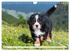 Berner Sennenhunde - Freunde für ein ganzes Leben Produktbild-Vorschau 8