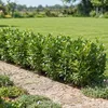 100 Prunus Rotundifolia, Höhe 60-80 cm, Produktbild-Vorschau 3
