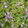 6 x Elfenblume  - Epimedium grandiflorum 'Lilafee'  | Topf Produktbild-Vorschau 1