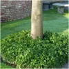 Plants by Frank | 24 Ysander Pflanzen | Pachysandra Produktbild-Vorschau 2