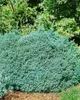 Picea glauca 'Echiniformis', Zwergfichte, kompakt, 20–25 cm Produktbild-Vorschau 10
