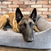 A dog is lying on a dog bed in front of a brick wall. Produktbild-Vorschau