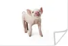 MuchoWow® Poster Schwein - Tiere - Weiß 120x80 cm - Bilder Produktbild-Vorschau 1