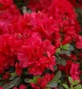 Japanische Azalee ´MOEDERKENSDAG´ 20-30 cm, Cont. 2,5 l Produktbild-Vorschau 2